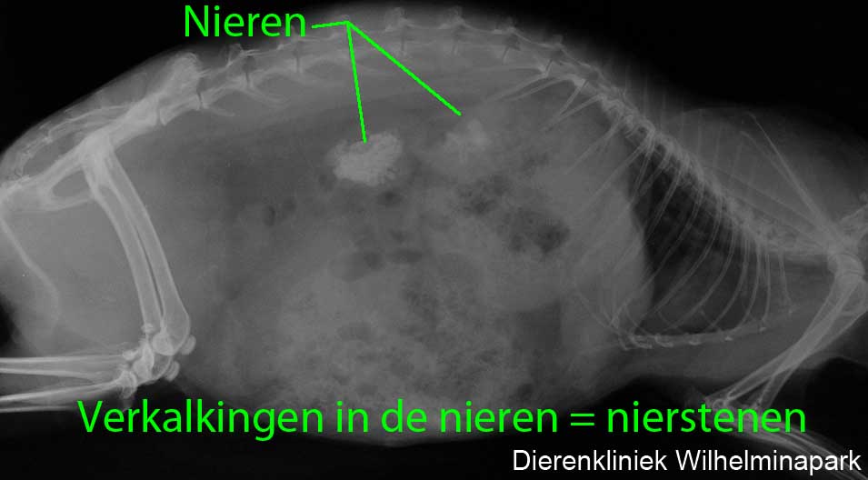 Een konijn met nierstenen